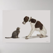 Blick hinunter auf Katze Poster (Vorne)