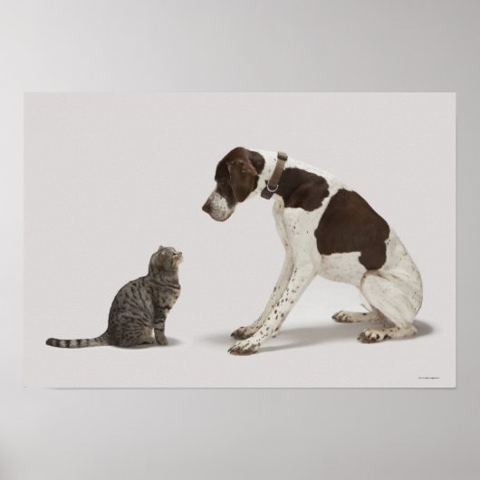 Blick hinunter auf Katze Poster (Vorne)