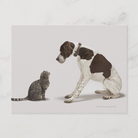 Blick hinunter auf Katze Postkarte (Vorderseite)
