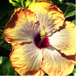 Blick in die Pfirsich und die Gelbe Blume Freistehende Fotoskulptur