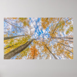 Blick vom Waldboden aus Poster