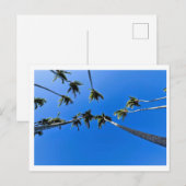 Blick von oben auf Palmen Postkarte (Vorne/Hinten)