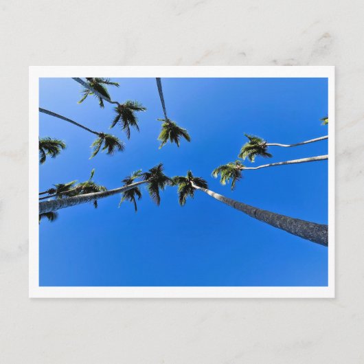 Blick von oben auf Palmen Postkarte (Vorderseite)