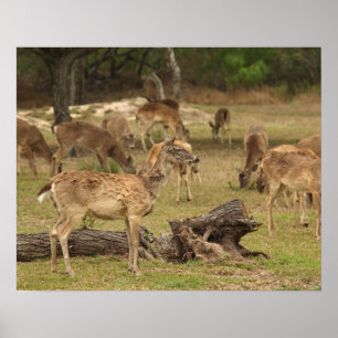 Blind-Deer-Plakat Poster