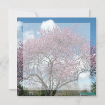 Blindeinladung, Kirschblühen