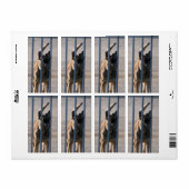 Blindenhund (Vorne)