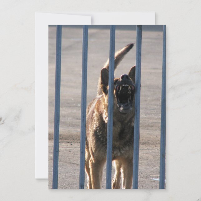 Blindenhund (Vorderseite)