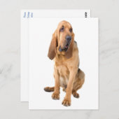 Blindenhund Welpenhund Blank Gruß Postkarte (Vorne/Hinten)