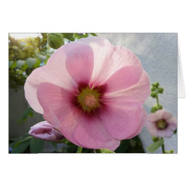 Blindkarte der glühenden rosa Hollyhock-Blume