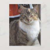 Blinkkatze Postkarte (Vorderseite)