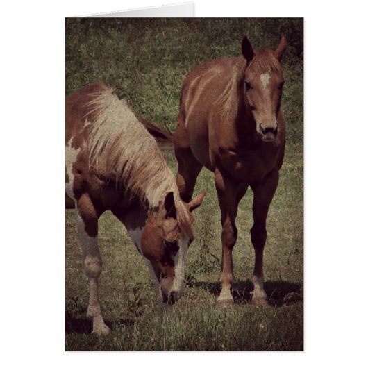 Blinky und Scotch Grunge (Vorne)