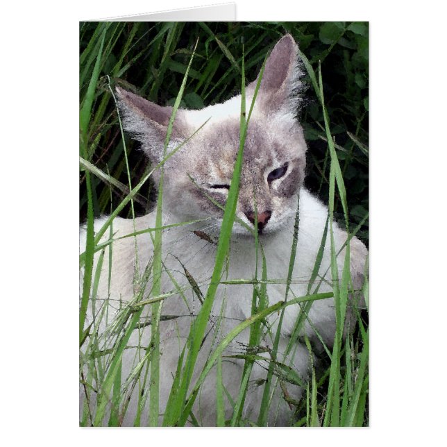 Blinzeln der Katzen-Karten (Vorne)