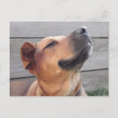 Bliss Postkarte (Vorderseite)