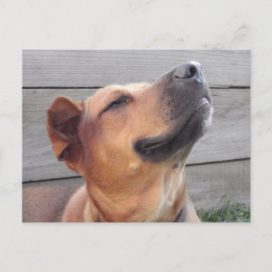 Bliss Postkarte (Vorderseite)