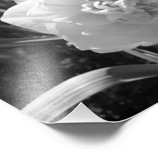 Blissful Schwarz-Weiß-Daffodin Fotodruck (Ecke)