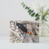 Blisterkäfer Postkarte (Stehend Vorderseite)