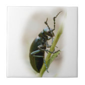 Blisterpackung Käfer - Meloidae Fliese (Vorderseite)