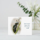 Blisterpackung Käfer - Meloidae Postkarte (Stehend Vorderseite)