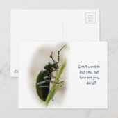 Blisterpackung Käfer - Meloidae Postkarte (Vorne/Hinten)