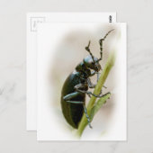 Blisterpackung Käfer - Meloidae Postkarte (Vorne/Hinten)