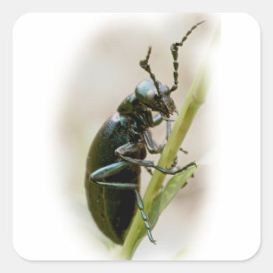 Blisterpackung Käfer - Meloidae Quadratischer Aufkleber
