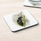 Blisterpackung Käfer - Meloidae Untersetzer (Linke Seite)