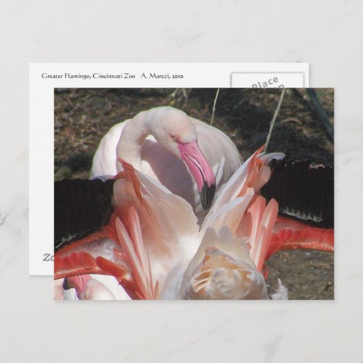 Blitze ich! postkarte (Vorne/Hinten)