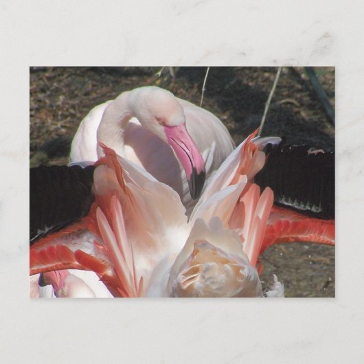 Blitze ich! postkarte (Vorderseite)