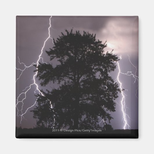 Blitze im Himmel hinter einem Baum Magnet (Vorne)