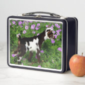 Blitze nigerianische Zwergziege Kind in violetten Metall Brotdose (Beispiel)