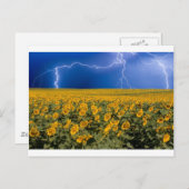 Blitzfeld für Sonnenblumen Postkarte (Vorne/Hinten)