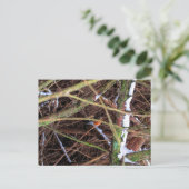 Blizzard Bird CB Postkarte (Stehend Vorderseite)