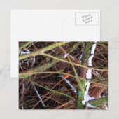 Blizzard Bird CB Postkarte (Vorne/Hinten)