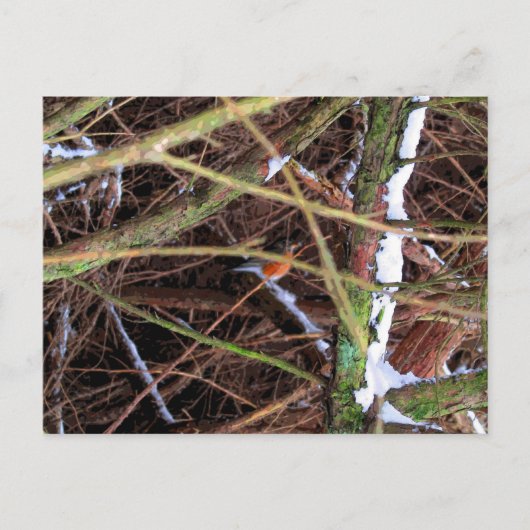 Blizzard Bird CB Postkarte (Vorderseite)