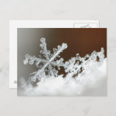 Blizzard of 2009 postkarte (Vorne/Hinten)