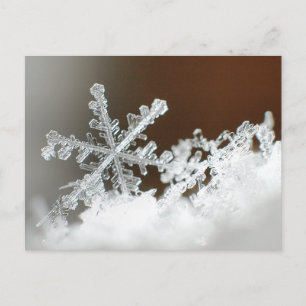 Blizzard of 2009 postkarte