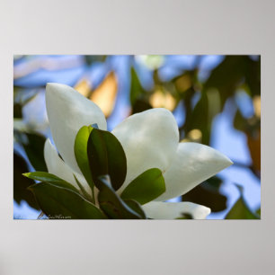 Blizzard Sky Southern Magnolia Poster Print