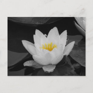 Blk&Wht Wasserlilie Postkarte