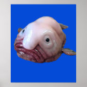 Blob Fish Poster (Vorne)