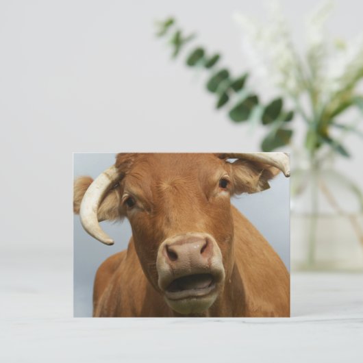 Blöde Kuh Postkarte (Stehend Vorderseite)