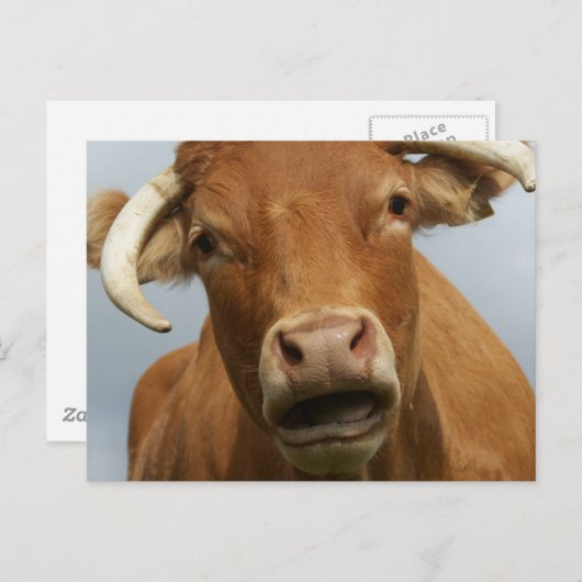 Blöde Kuh Postkarte (Vorne/Hinten)