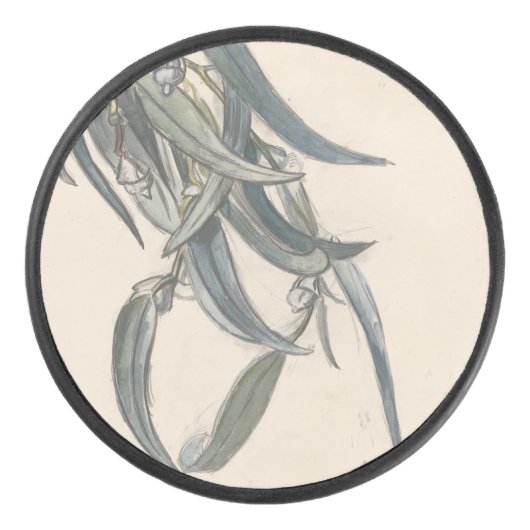 Bloeiende tak van een eucalyptus eishockey puck (Vorderseite)