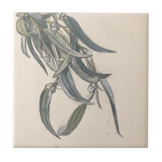 Bloeiende tak van een eucalyptus fliese (Vorderseite)