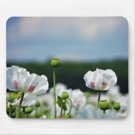 Bloemen veld, Papaver somneferum maanzaad bloem. Mousepad