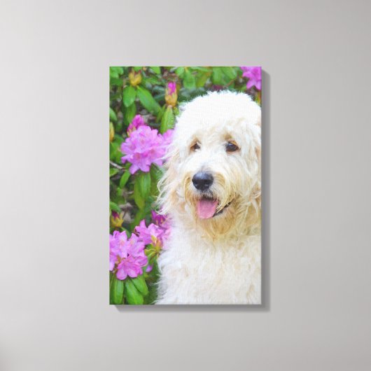 Blond Goldendoodle Hund im Garten Leinwanddruck (Vorderseite)
