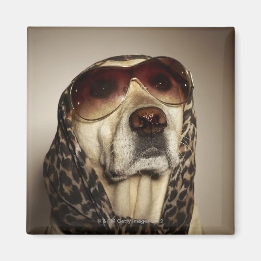 Blond Labrador Retriever mit Sonnenbrille Magnet (Vorne)