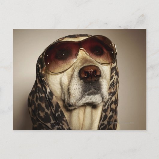Blond Labrador Retriever mit Sonnenbrille Postkarte (Vorderseite)
