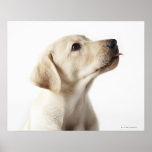 Blond Labrador Welpe, die die Zunge heraushält Poster