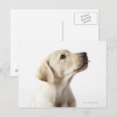 Blond Labrador Welpe, die die Zunge heraushält Postkarte (Vorne/Hinten)
