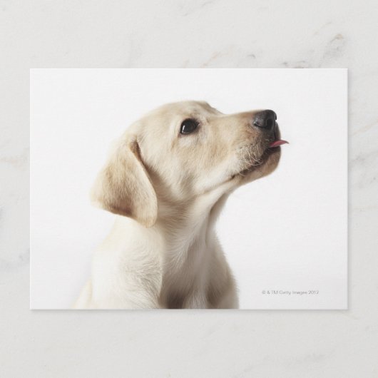 Blond Labrador Welpe, die die Zunge heraushält Postkarte (Vorderseite)